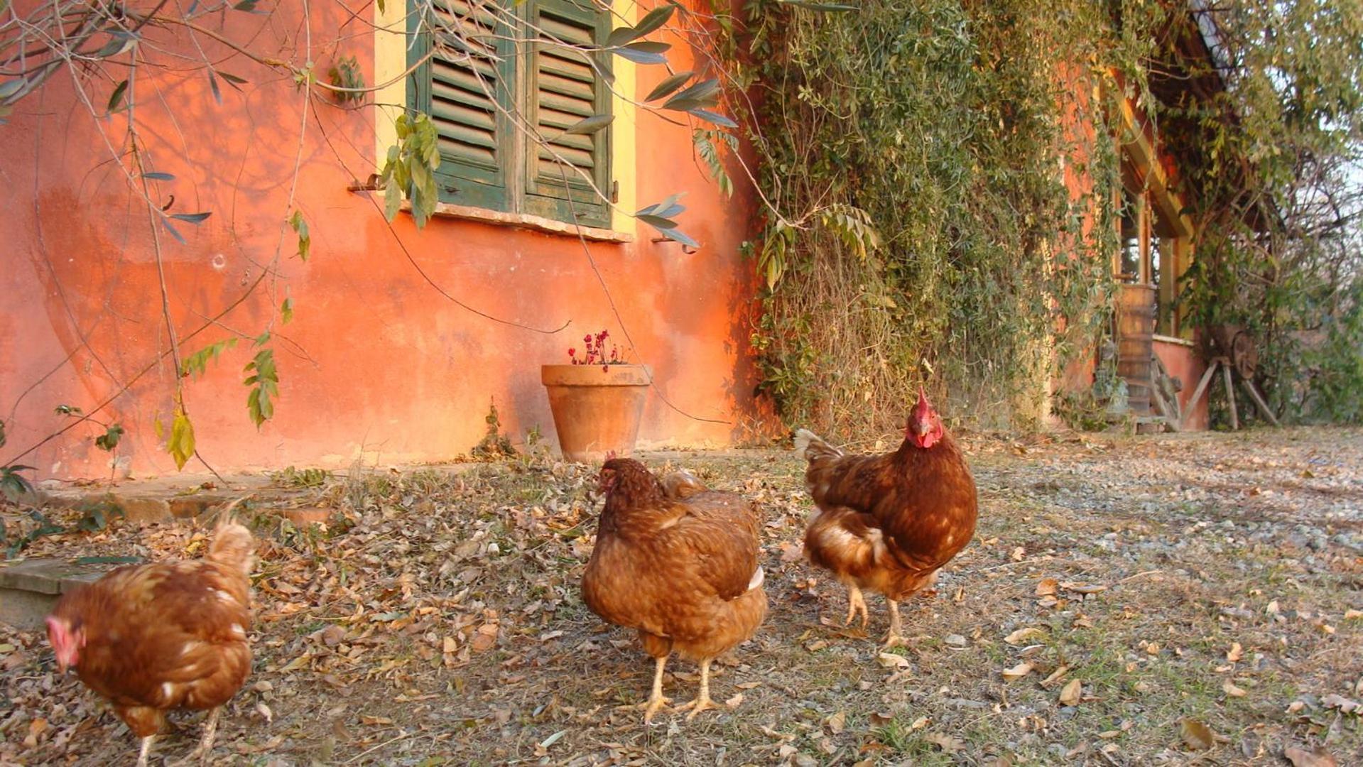 Agriturismo Cascina Degli Ulivi Нови-Лигуре Экстерьер фото